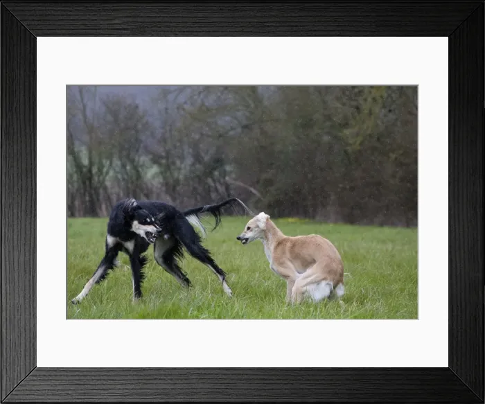 Framed Print : Picture No. 10897951 Framed Print : Picture No. 10897951