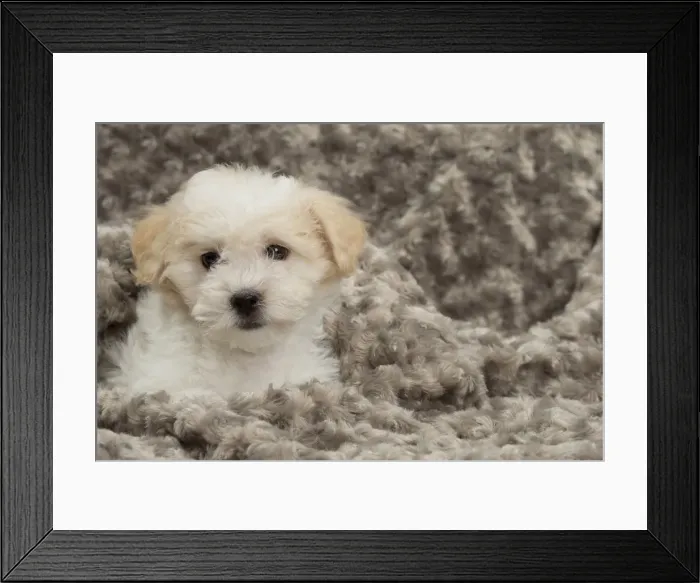 Framed Print : Picture No. 10898017 Framed Print : Picture No. 10898017