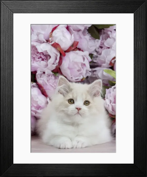 Framed Print : Picture No. 10898013