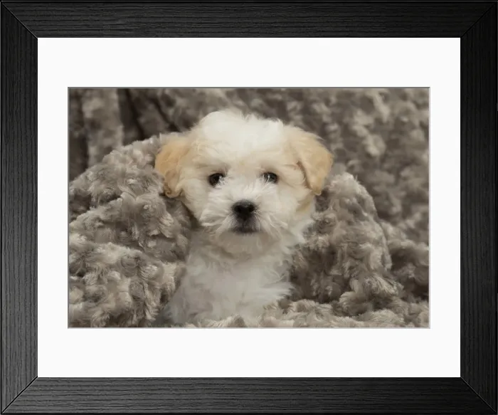 Framed Print : Picture No. 10898019 Framed Print : Picture No. 10898019