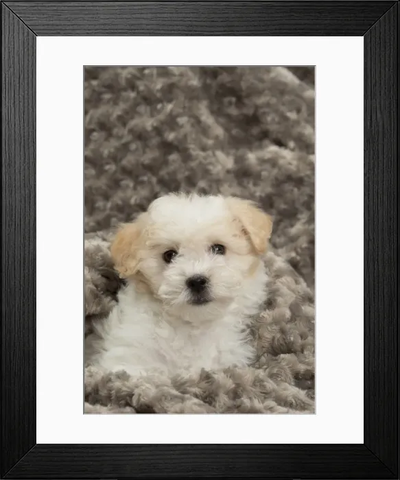 Framed Print : Picture No. 10898018 Framed Print : Picture No. 10898018