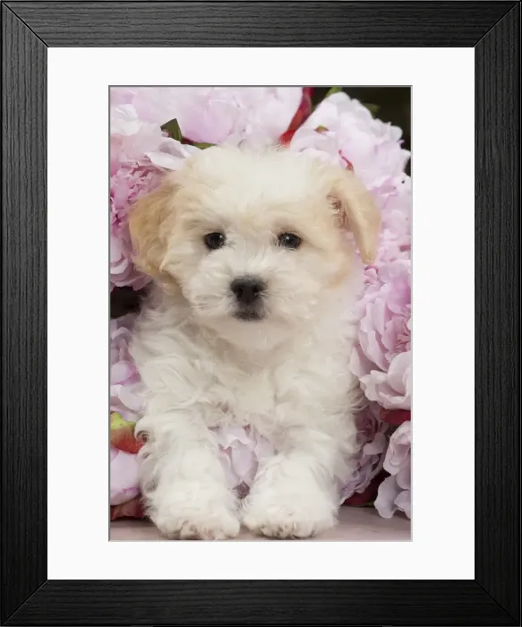 Framed Print : Picture No. 10898020 Framed Print : Picture No. 10898020