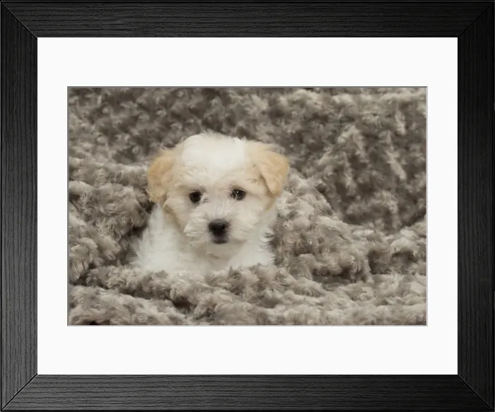Framed Print : Picture No. 10898016 Framed Print : Picture No. 10898016