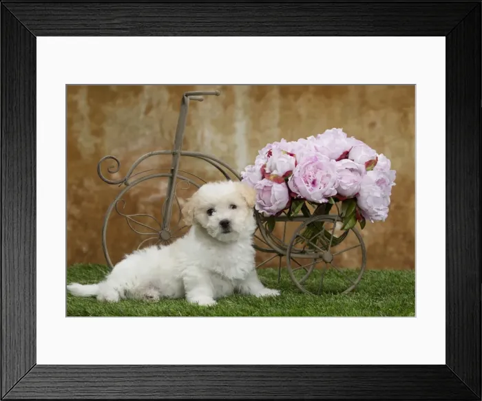 Framed Print : Picture No. 10898023