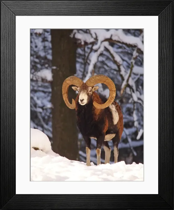Framed Print : Picture No. 10898061 Framed Print : Picture No. 10898061