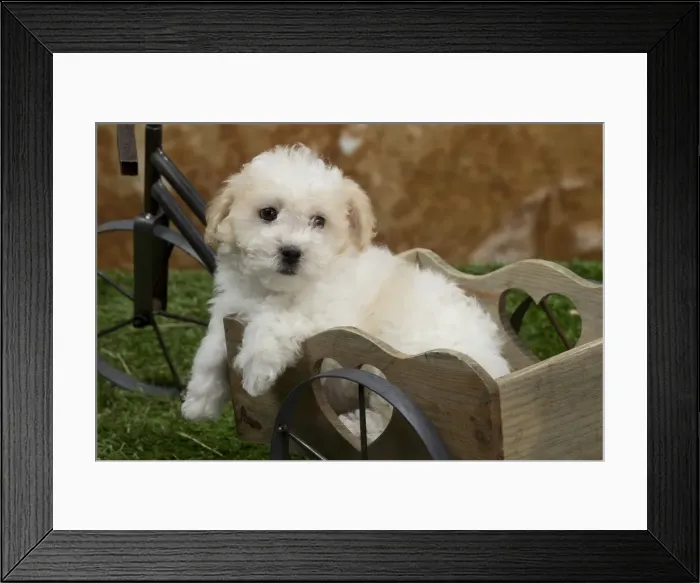 Framed Print : Picture No. 10898022 Framed Print : Picture No. 10898022