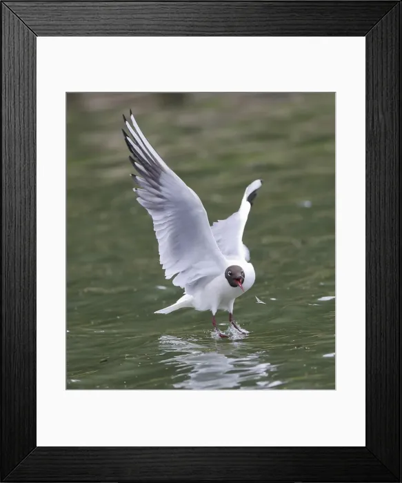Framed Print : Picture No. 10898024 Framed Print : Picture No. 10898024