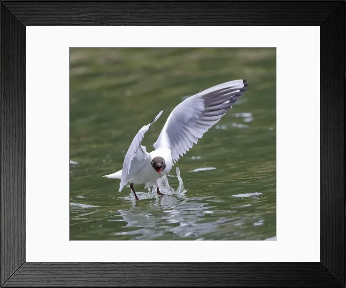 Framed Print : Picture No. 10898025 Framed Print : Picture No. 10898025
