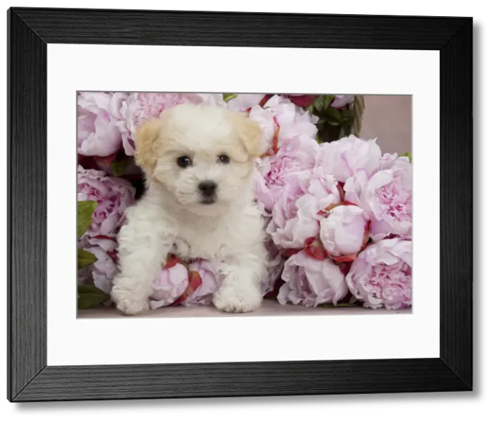 Framed Print : Picture No. 10898021 Framed Print : Picture No. 10898021
