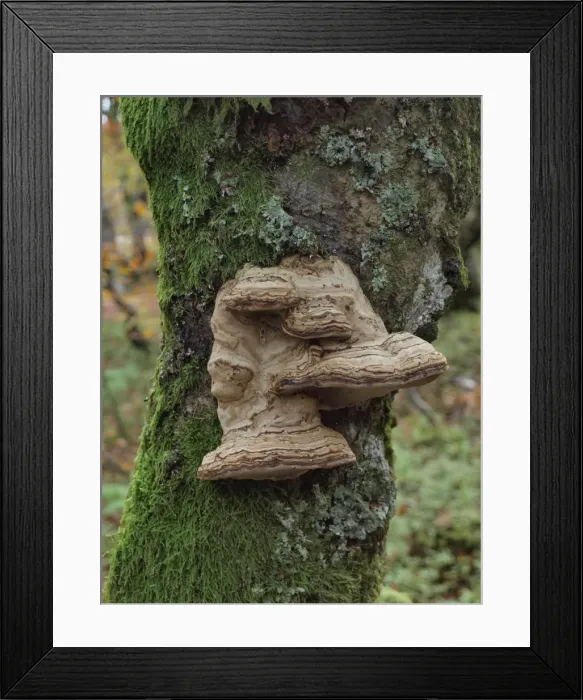 Framed Print : Picture No. 10898034 Framed Print : Picture No. 10898034