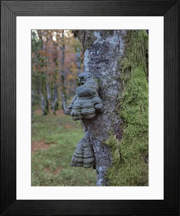 Framed Print : Picture No. 10898033 Framed Print : Picture No. 10898033