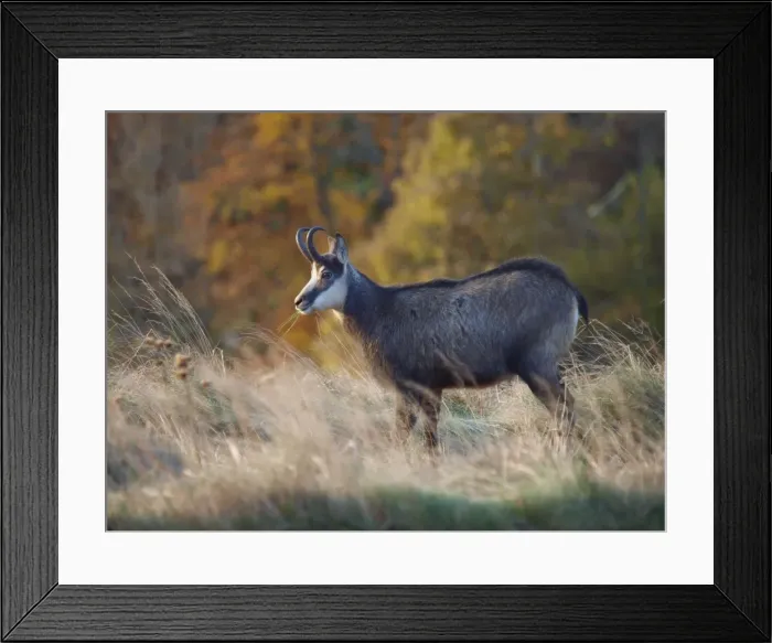 Framed Print : Picture No. 10898042 Framed Print : Picture No. 10898042