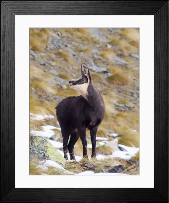 Framed Print : Picture No. 10898047 Framed Print : Picture No. 10898047