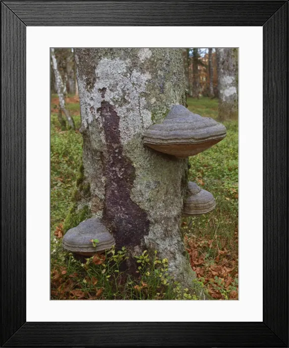 Framed Print : Picture No. 10898043 Framed Print : Picture No. 10898043