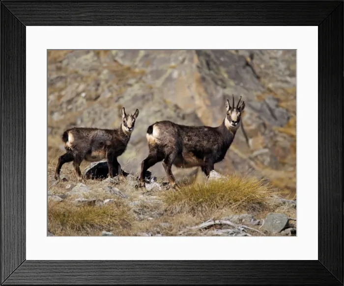 Framed Print : Picture No. 10898051 Framed Print : Picture No. 10898051