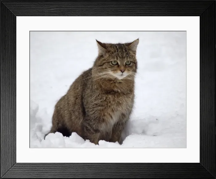 Framed Print : Picture No. 10891195 Framed Print : Picture No. 10891195