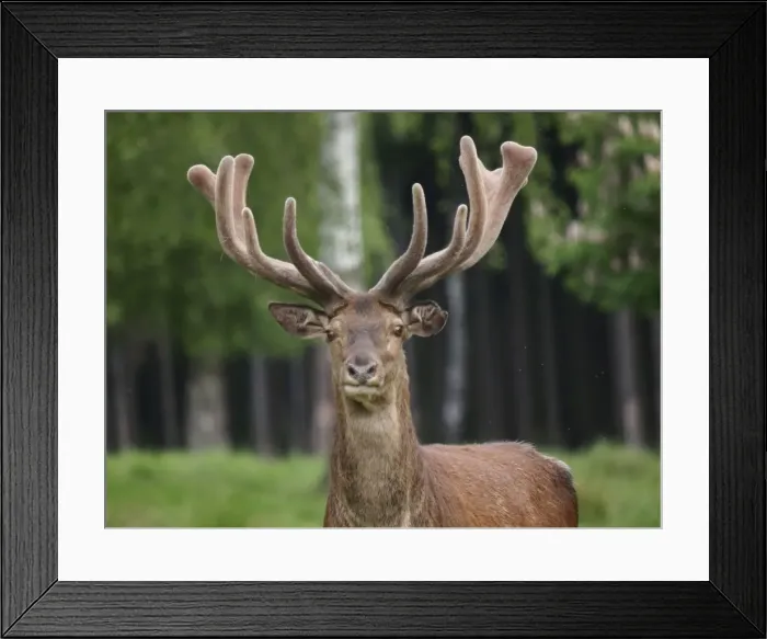 Framed Print : Picture No. 10891189 Framed Print : Picture No. 10891189