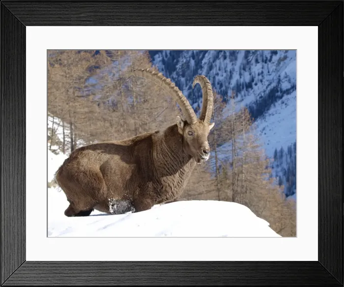 Framed Print : Picture No. 10891193 Framed Print : Picture No. 10891193