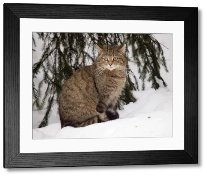 Framed Print : Picture No. 10891197 Framed Print : Picture No. 10891197