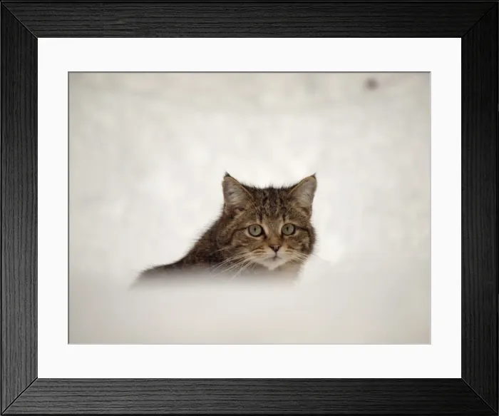 Framed Print : Picture No. 10891196 Framed Print : Picture No. 10891196