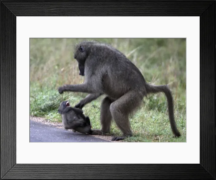 Framed Print : Picture No. 10891203