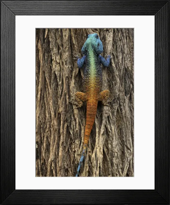 Framed Print : Picture No. 10891201 Framed Print : Picture No. 10891201