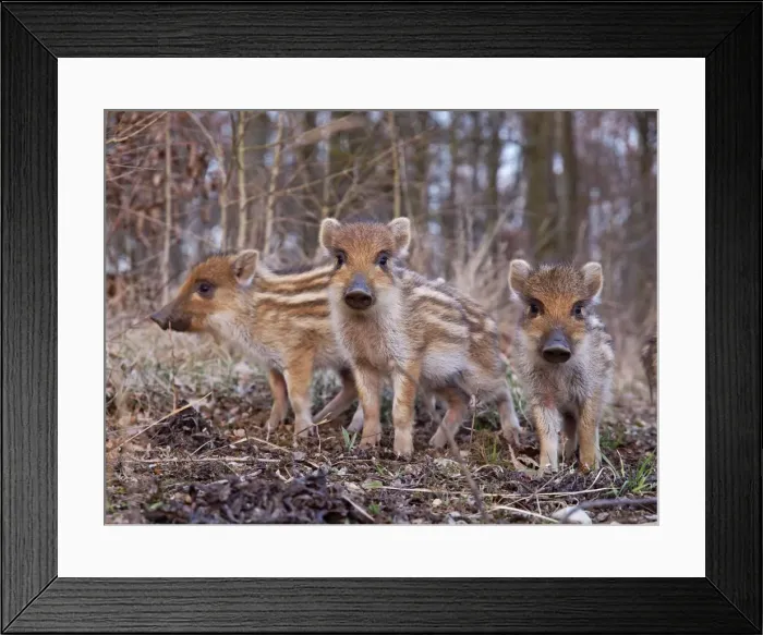 Framed Print : Picture No. 10891199