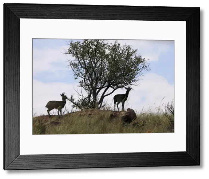 Framed Print : Picture No. 10891208 Framed Print : Picture No. 10891208