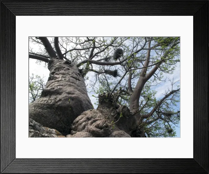 Framed Print : Picture No. 10891205 Framed Print : Picture No. 10891205