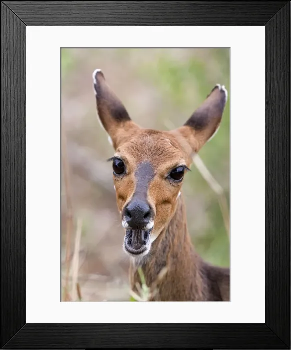 Framed Print : Picture No. 10891207 Framed Print : Picture No. 10891207