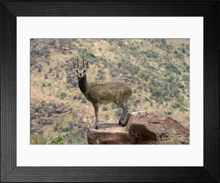 Framed Print : Picture No. 10891209 Framed Print : Picture No. 10891209