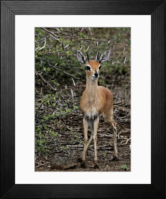 Framed Print : Picture No. 10891211 Framed Print : Picture No. 10891211