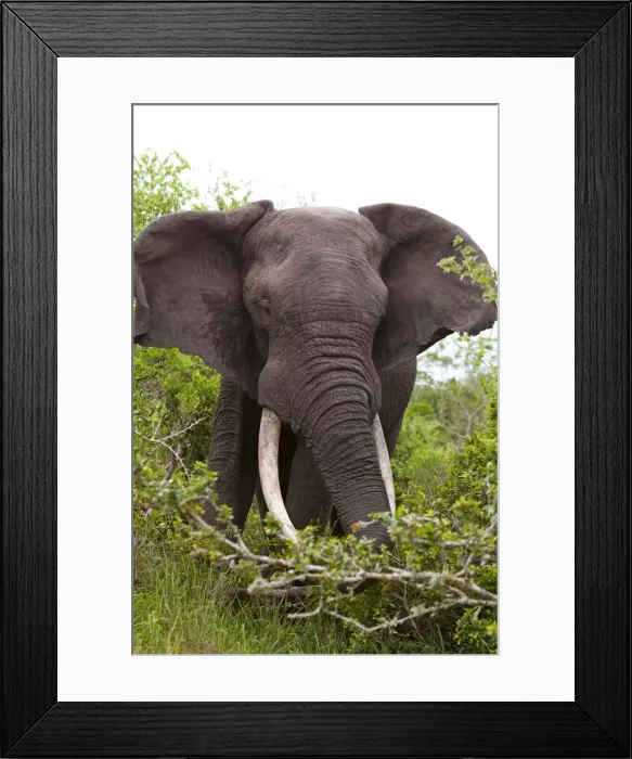 Framed Print : Picture No. 10891215 Framed Print : Picture No. 10891215