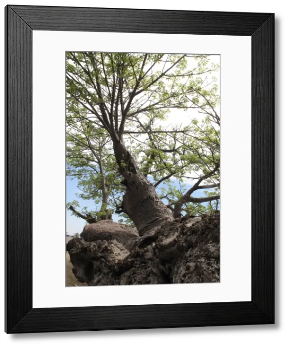 Framed Print : Picture No. 10891206 Framed Print : Picture No. 10891206