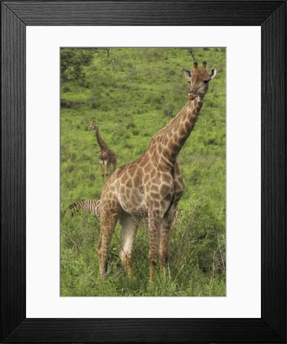 Framed Print : Picture No. 10891217