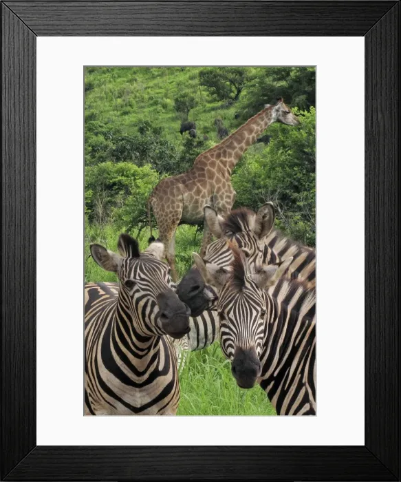 Framed Print : Picture No. 10891221 Framed Print : Picture No. 10891221