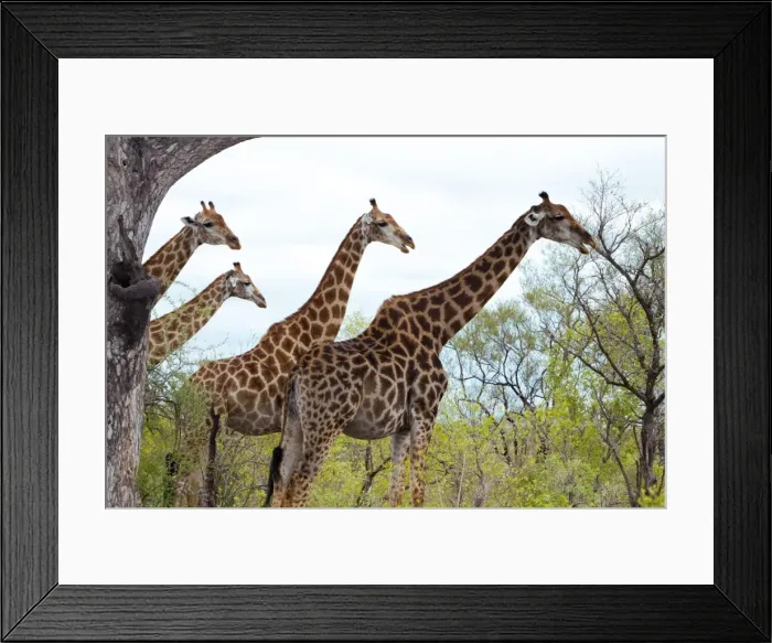 Framed Print : Picture No. 10891219 Framed Print : Picture No. 10891219