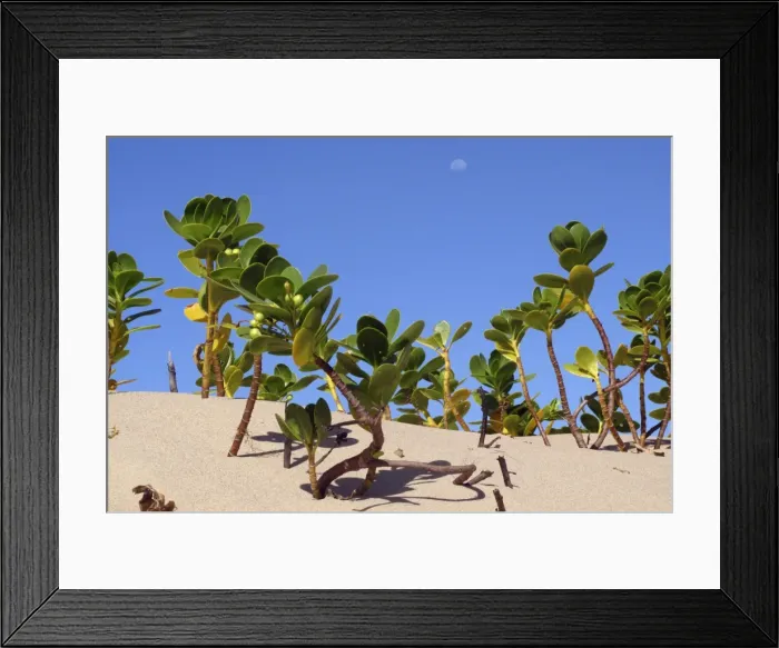 Framed Print : Picture No. 10891229 Framed Print : Picture No. 10891229