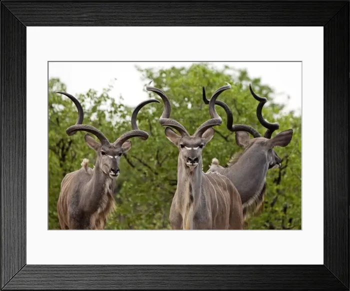 Framed Print : Picture No. 10891227 Framed Print : Picture No. 10891227