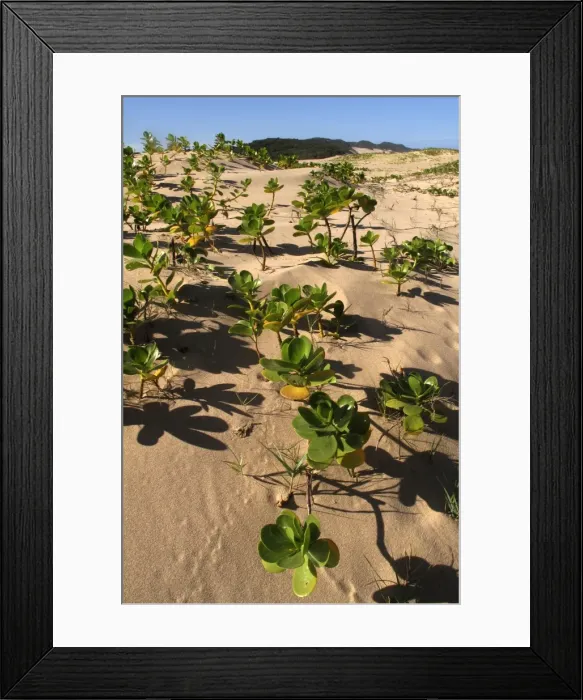 Framed Print : Picture No. 10891231 Framed Print : Picture No. 10891231
