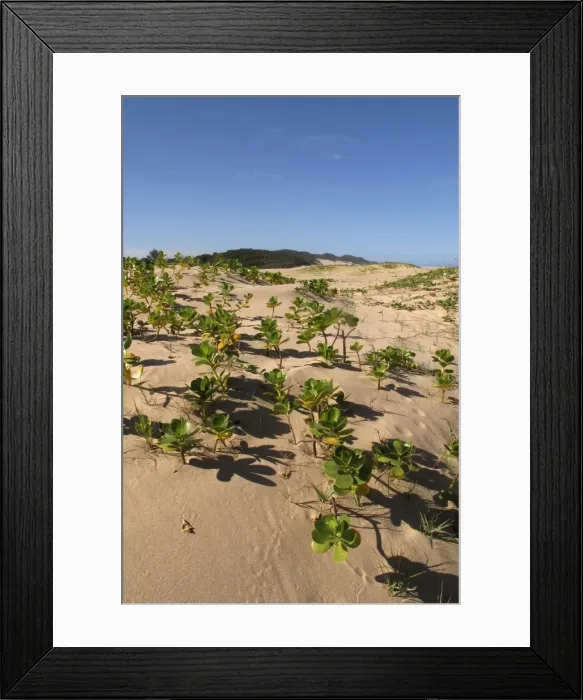 Framed Print : Picture No. 10891230 Framed Print : Picture No. 10891230