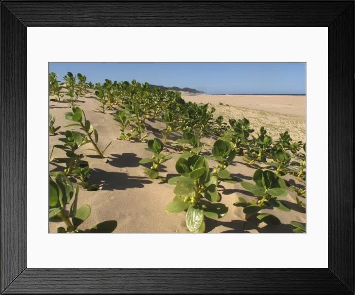 Framed Print : Picture No. 10891228 Framed Print : Picture No. 10891228