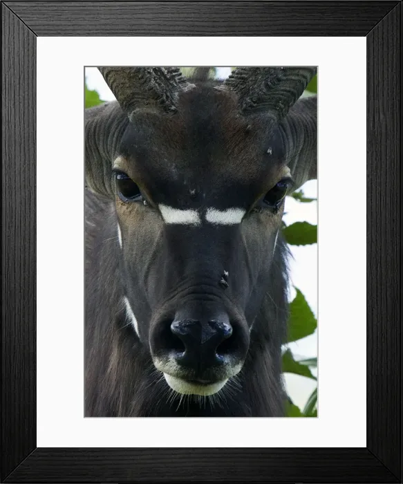 Framed Print : Picture No. 10891237 Framed Print : Picture No. 10891237