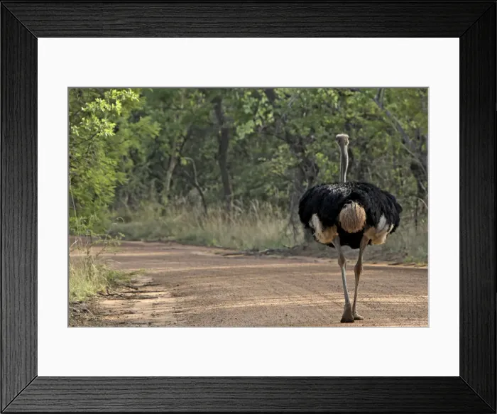 Framed Print : Picture No. 10891238 Framed Print : Picture No. 10891238