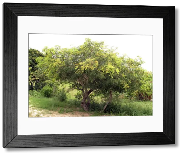 Framed Print : Picture No. 10891236 Framed Print : Picture No. 10891236