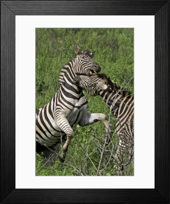 Framed Print : Picture No. 10891240 Framed Print : Picture No. 10891240