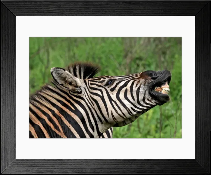 Framed Print : Picture No. 10891239 Framed Print : Picture No. 10891239