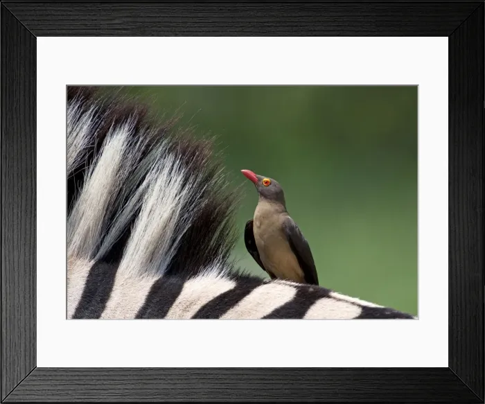 Framed Print : Picture No. 10891241 Framed Print : Picture No. 10891241