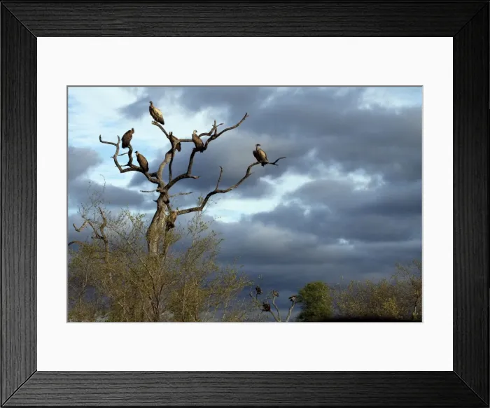 Framed Print : Picture No. 10891248 Framed Print : Picture No. 10891248