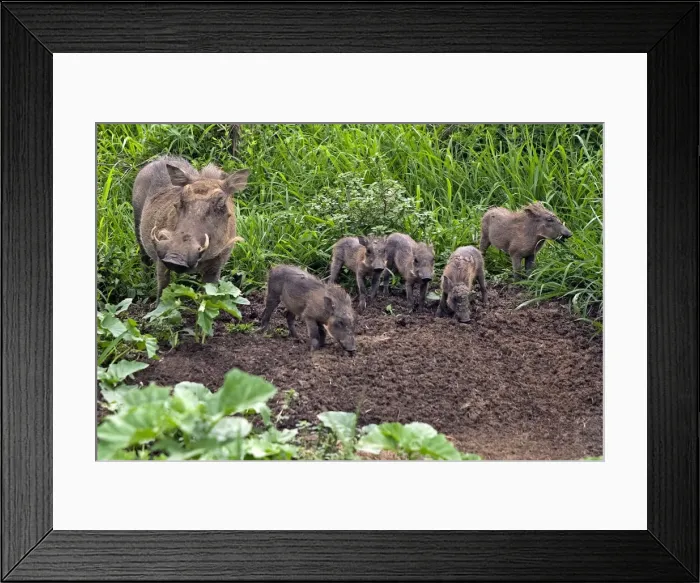 Framed Print : Picture No. 10891249 Framed Print : Picture No. 10891249